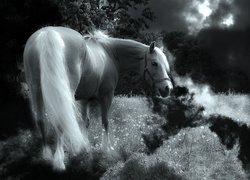 Biały, Koń, Noc