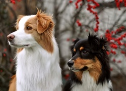 Dwa,  Border Collie