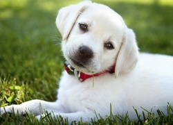 Biały, Szczeniak, Labrador retriever, Obroża, Trawa