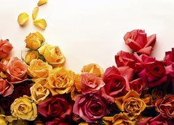 Róża, Róże, Kwiaty