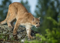 Puma, Skała