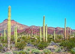 Kaktus, Arizona