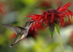 Koliber, Czerwony, Kwiat