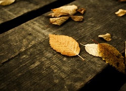 Jesień, Liście, Drewno