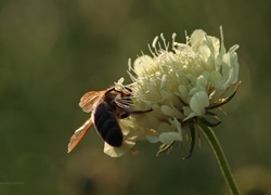 Koniczyna, Pszczoła, Kwiat, Owad