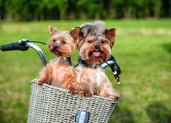 Yorkshire Terrier, Koszyk, Rower