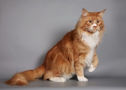 Kot, Maine Coon