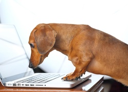 Pies, Jamnik, Laptop, Śmieszne