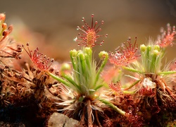 Drosera, Rosiczka