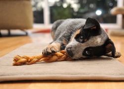 Leżący, Szczeniak,  Australian cattle dog