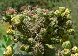 Cylindropuntia, Prolifera