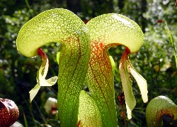 Darlingtonia