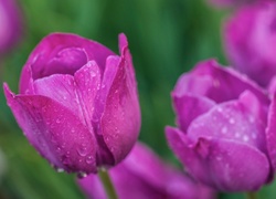 Tulipany, Krople, Rosy