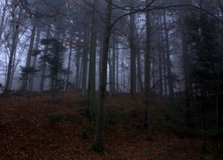 Las, Mgła, , Drzewa