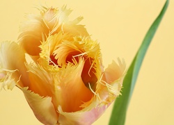 Tulipan, Żółty, Kwitnący, Pierzasty