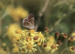 Motyl, Żółte, Kwiaty