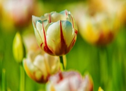 Tulipany