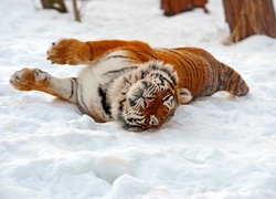 Leżący, Tygrys, Śnieg