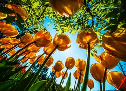 Żółte, Tulipany, Niebo