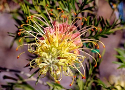 Grevillea, Egzotyczny, Kwiat