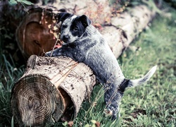 Pies, Szczeniak, Australian cattle dog, Pień