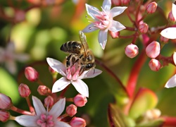 Kwiaty, Pszczoła, Makro