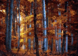 Las, Brzozowy, Jesień
