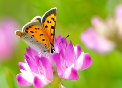 Owad, Motyl, Kwiat