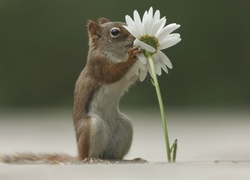 Chipmunk, Kwiatek, Margerytka