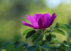 Dzika, Róża, Kwiat