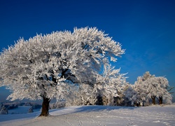 Zima, Śnieg, Drzewa