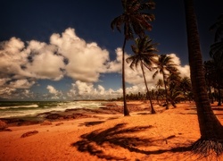 Chmury, Ocean, Plaża, Palmy