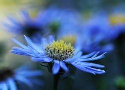 Aster, Niebieski, Kwiat