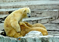 Niedźwiedzica, Niedźwiadki, Zoo