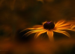 Rudbekia, Kwiat, Fractalius