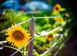 Słonecznik, Ogrodzenie, Światło, Bokeh