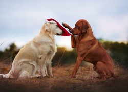 Dwa, Psy, Golden retriever, Rhodesian ridgeback, Czapka