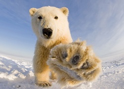 Niedźwiedź Polarny, Łapa