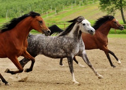 Konie, Galop, Grzywy
