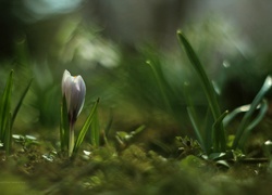 Krokus, Kwiat, Wiosna
