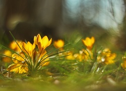Żółte, Krokusy, Kwiaty