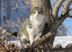 Kot, Zima, Drzewo