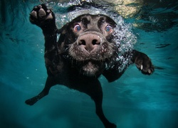 Pies, Pływa, Woda, Śmieszne