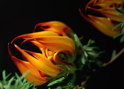 Kwiat, Gazania, Makro