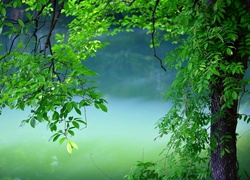 Park, Mgła, Drzewo