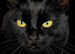 Czarny, Kot, Głowa, Oczy