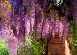 Kwiaty, Wiszące, Wisteria