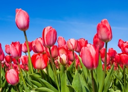 Tulipany