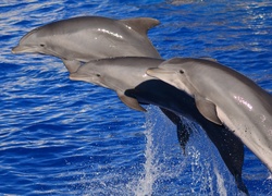 Rodzinka, Delfinów, Ocean