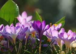Krokusy, Fioletowe, Kwiaty